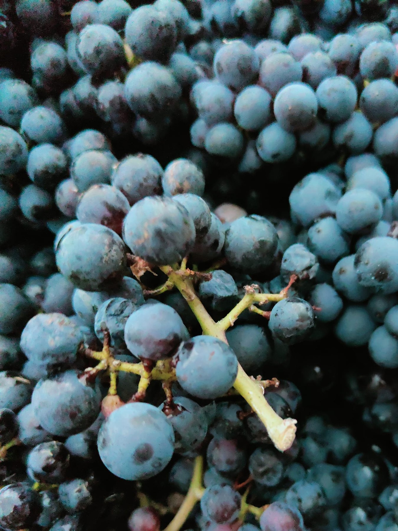 Pinot Meunier - ostatni król winnicy