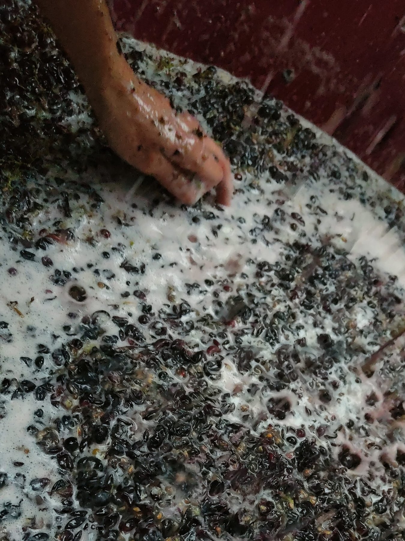 Pinot Meunier - ostatni król winnicy